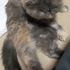 エキゾチックショートヘア急募
