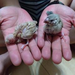 文鳥3