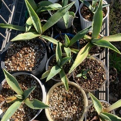 アガベ　　　　アメリカーナー