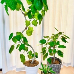 大型観葉植物セット　フィカスウンベラータ　アルテシマ　サンスベリア