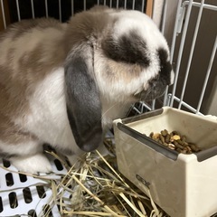 うさぎ（ロップイヤー垂れ耳）