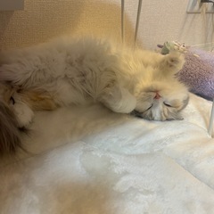 ラグ 絨毯 マット カーペットの画像