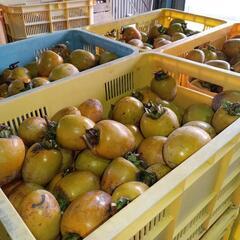【徳島産】農家直送　吊し柿　大和　