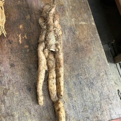 無農薬野菜の画像