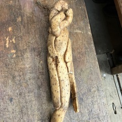 無農薬野菜