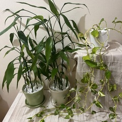 観葉植物　ミリオンバンブー&ポトス