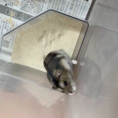 ジャンガリアンハムスター