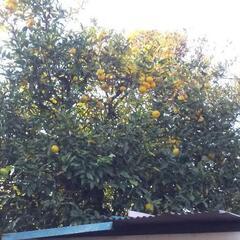 柚子差し上げます