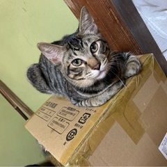 凛々しいキジ猫くんです！