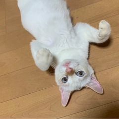 ブルーの瞳、美人猫ちゃん！
