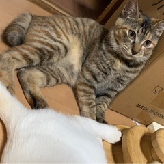 人懐っこい茶色のキジ猫ちゃん！