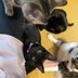 ランキングキーワードに紐づく投稿画像-黒猫