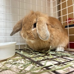 うさぎ オス ロップイヤー 10ヶ月