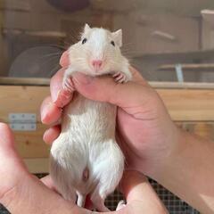 デグー