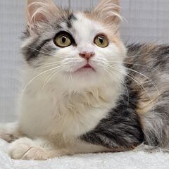ふわふわお姫様