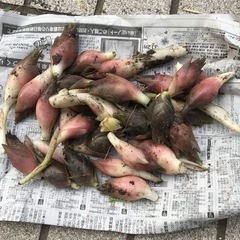 ミョウガ地下茎　畑で栽培　約100gプランタンでも育てられます。の画像