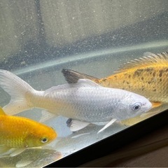 錦鯉 水槽飼育セット