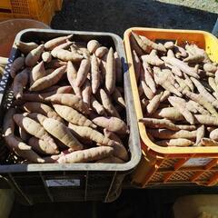 土付き熟成紅はるか特売中1200円に値下げ（60ｇ以下、20kg...
