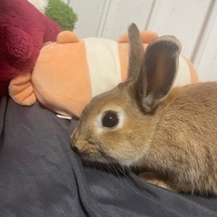 うさぎ