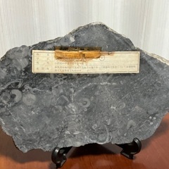 ウミユリ　クリノイド　化石　糸魚川産の画像