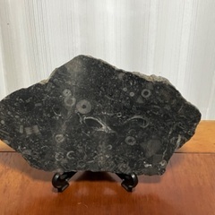 ウミユリ　クリノイド　化石　糸魚川産