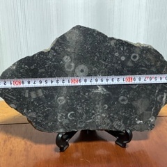 ウミユリ　クリノイド　化石　糸魚川産の画像