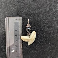 シルバーペンヘッド　サメの歯の画像