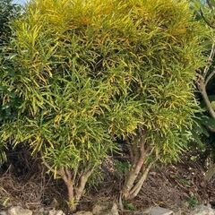 観葉植物　クロトン（リュウセイ）苗木2本の画像