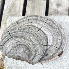 サルノコシカケ 霊芝の画像