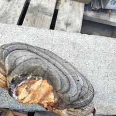 サルノコシカケ 霊芝の画像