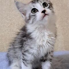 フワフワわたあめ坊や