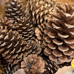 松ぼっくり大　20個〜の画像
