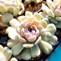 スノーフェイス 多肉植物