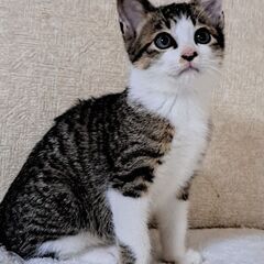 イケメンキジシロ子猫(里親さん決定)