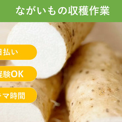 ＼日払い・1日OK！／もくもく作業！長芋収穫補助作業