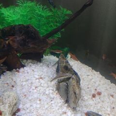 金魚やメダカなどのアクアリウム