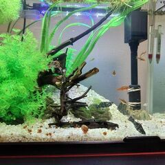 金魚やメダカなどのアクアリウム - 友達
