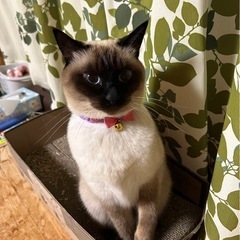 情報求む