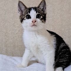 子猫　好奇心旺盛のビビりマン