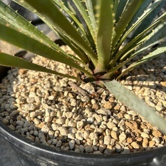 ダシリリオン　ウィーレリの画像