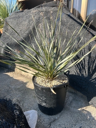 ダシリリオン　ウィーレリ