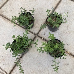 ☆多肉植物 ☆ドルフィンネックレス☆1ポット☆イルカの形の葉っぱが可愛い☆の画像