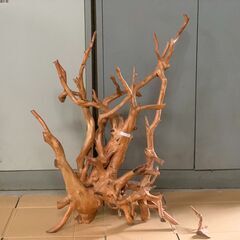 サビタの根　天然　インテリア　高さ約８１ｃｍ　幅約６０ｃｍ