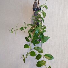 着生植物 エスキナンサス「モナリザ」流木付け