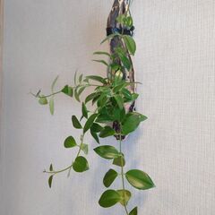 着生植物 エスキナンサス「モナリザ」流木付けの画像