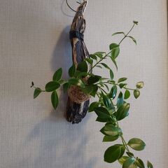 着生植物 エスキナンサス「モナリザ」流木付けの画像
