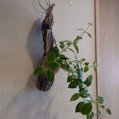 着生植物 エスキナンサス「モナリザ」流木付けの画像