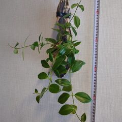 着生植物 エスキナンサス「モナリザ」流木付けの画像
