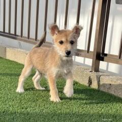 柴シュナイザー　とてもやさしい子犬　