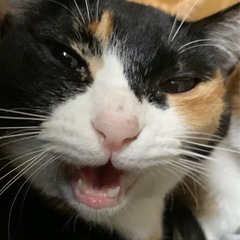 里親様決定ありがとうございました！陽気で元気！鳴き声がとってもチ...